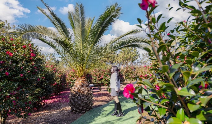 Jeju Udo Garden Discount Ticket