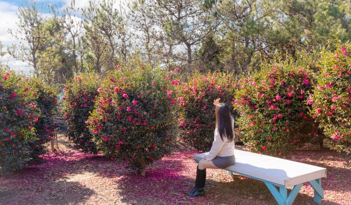 Jeju Udo Garden Discount Ticket