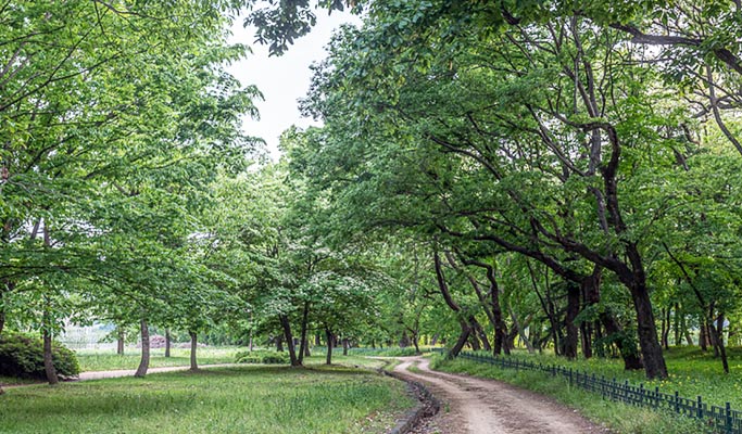Gyeongbuk Uiseong 1 Day Highlight Tour from Seoul