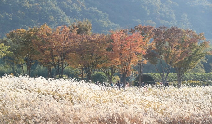 [Autumn Foliage] Ulsan Marronnier Park & Taehwagang National Garden 1 Day Tour - from Busan (Nov 2~16)