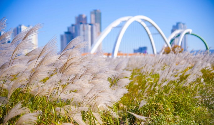 [Autumn Foliage] Ulsan Marronnier Park & Taehwagang National Garden 1 Day Tour - from Busan (Nov 2~16)