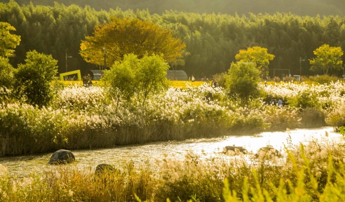 [Autumn Foliage] Ulsan Marronnier Park & Taehwagang National Garden 1 Day Tour - from Busan (Nov 2~16)