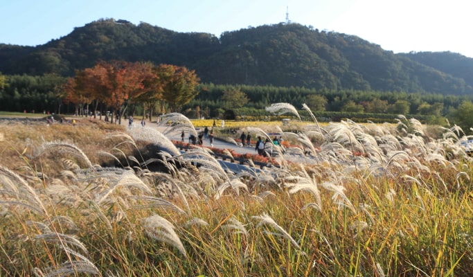 [Autumn Foliage] Ulsan Marronnier Park & Taehwagang National Garden 1 Day Tour - from Busan (Nov 2~16)