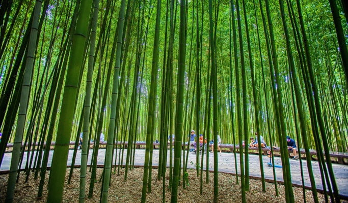 [Autumn Foliage] Ulsan Marronnier Park & Taehwagang National Garden 1 Day Tour - from Busan (Nov 2~16)