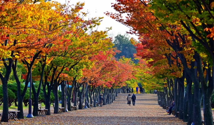 [Autumn Foliage] Ulsan Marronnier Park & Taehwagang National Garden 1 Day Tour - from Busan (Nov 2~16)