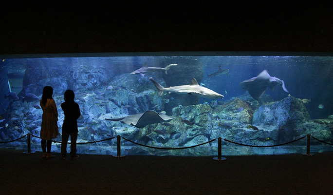 Umitamago Aquarium Admission Ticket