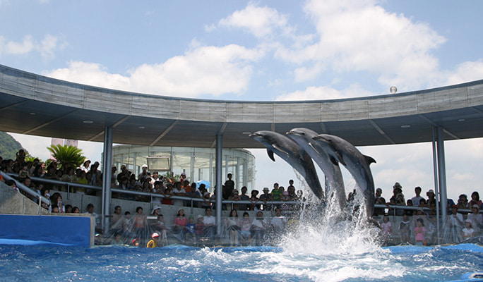 Umitamago Aquarium Admission Ticket