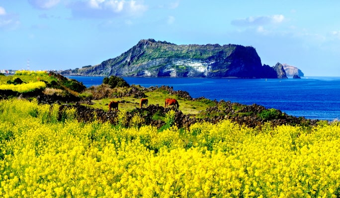 Jeju Island UNESCO 1 Day Small Group Tour (+Lunch)