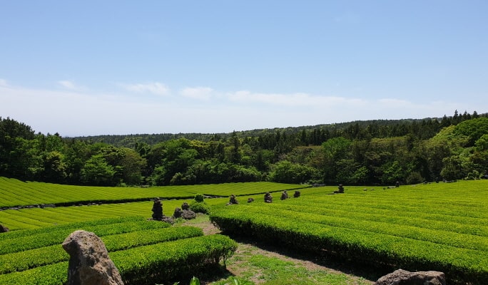 Jeju Island UNESCO 1 Day Small Group Tour (+Lunch)
