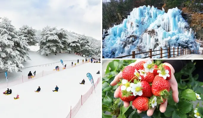 Strawberry Picking + Vivaldi Park Snowy Land Snow Sled + Eobi Ice Valley 1 Day Tour - from Seoul