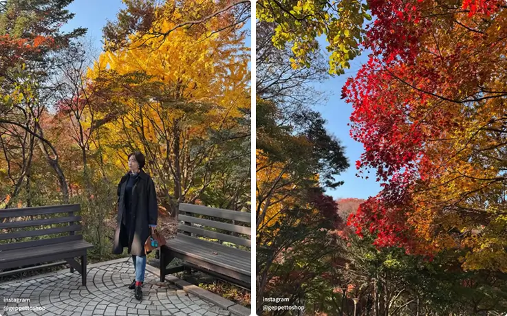 Walkerhill Maple Road, lined with vibrant red and golden maple trees.