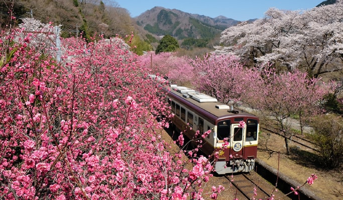 Spring Special: Watarase River Valley Sakura Train & Akagi Nanmen Senbonzakura Cherry Blossom Tour from Tokyo (Mar 25~Apr 15)