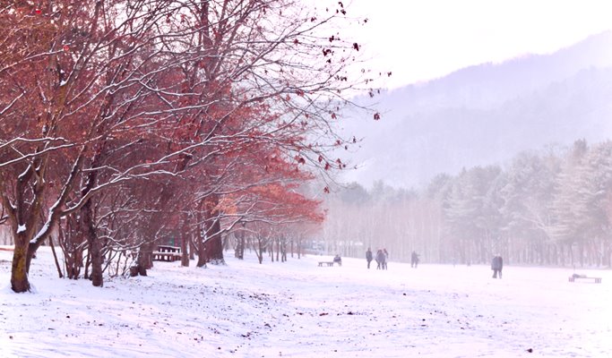 Vivaldi Park Snowy Land Snow Sled + Nami Island 1 Day Tour