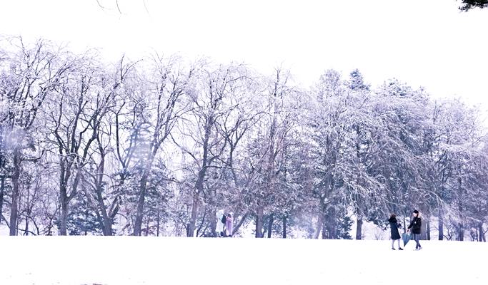 Vivaldi Park Snowy Land Snow Sled + Nami Island 1 Day Tour