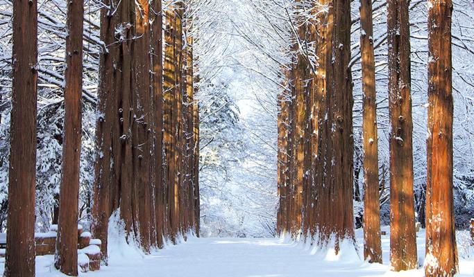 Vivaldi Park Snowy Land Snow Sled + Nami Island 1 Day Tour