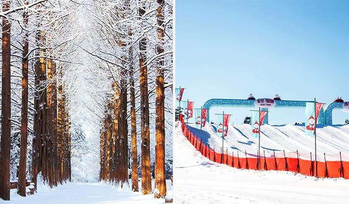 Vivaldi Park Snowy Land Snow Sled + Nami Island 1 Day Tour