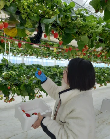 Visitor picking strawberries