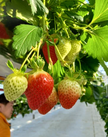 Strawberries at a strawberry farm in Gangneung