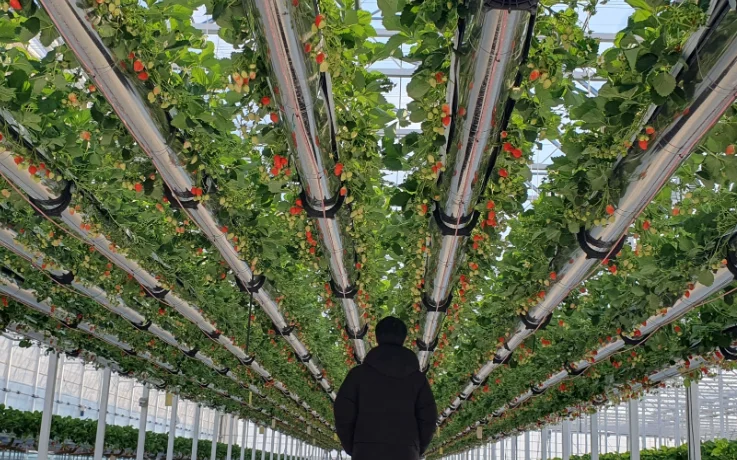 Visitor at a strawberry farm in Gangneung