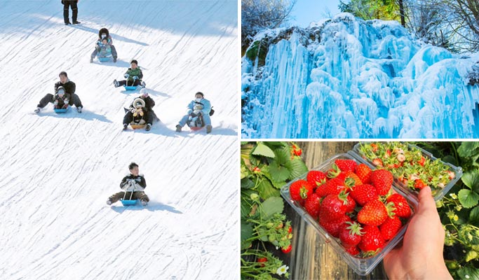 Strawberry Picking + Winter Sled + Eobi Valley 1 Day Tour - from Seoul