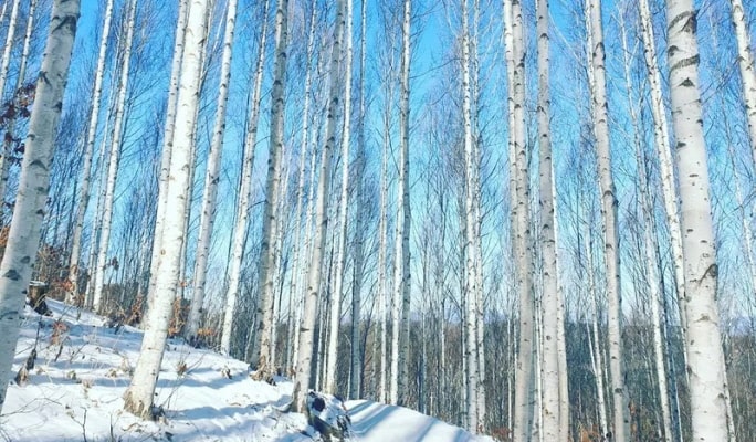 Winter Hiking: In-je Maebawi Icewall & Wondae-ri Birch Forest/ Seoraksan National Park 1 Day Tour (Dec 15~Feb 28)