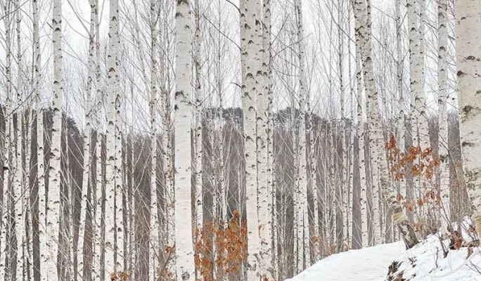 Winter Hiking: In-je Maebawi Icewall & Wondae-ri Birch Forest/ Seoraksan National Park 1 Day Tour (Dec 15~Feb 28)