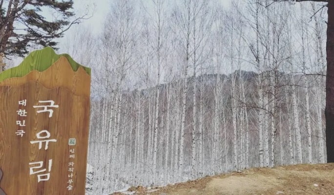 Winter Hiking: In-je Maebawi Icewall & Wondae-ri Birch Forest/ Seoraksan National Park 1 Day Tour (Dec 15~Feb 28)