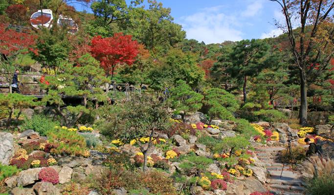 Wonju Suspension Bridge & Hwadam Botanic Garden/OOZOO Illumination Garden 1 Day Tour