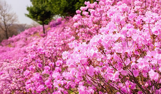 Spring Special: Wonmisan Mountain Azalea Festival + Dodangsan Mountain + Ilsan Lake Park Cherry Blossom + Strawberry Picking 1 Day Tour - from Seoul (Apr 6~17)