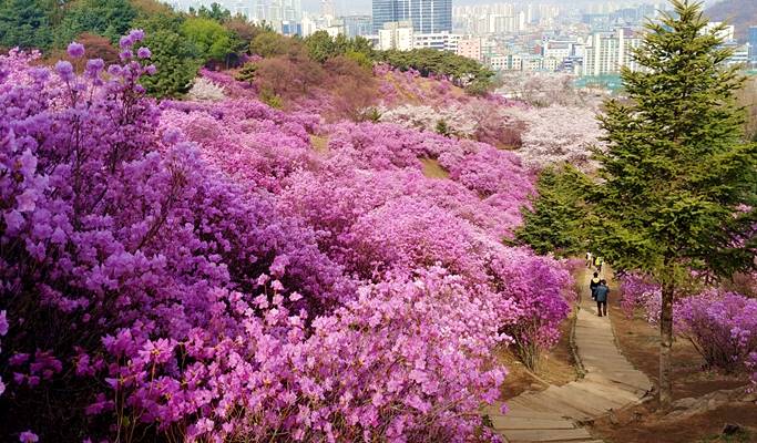 Spring Special: Wonmisan Mountain Azalea Festival + Dodangsan Mountain + Ilsan Lake Park Cherry Blossom + Strawberry Picking 1 Day Tour - from Seoul (Apr 6~17)