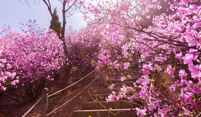 Spring Special: Wonmisan Mountain Azalea Festival + Dodangsan Mountain + Ilsan Lake Park Cherry Blossom + Strawberry Picking 1 Day Tour - from Seoul (Apr 6~17)