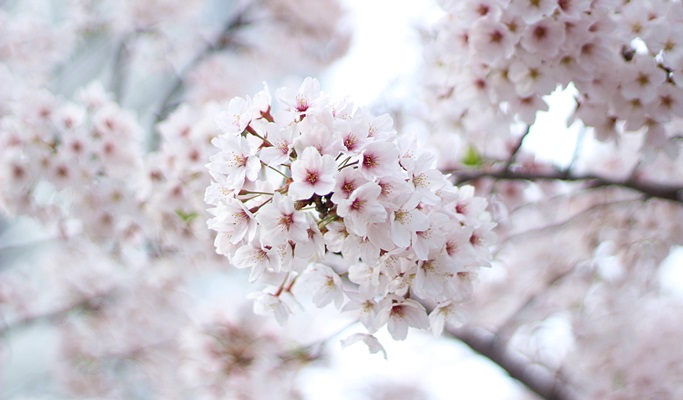 Spring Special: Wonmisan Mountain Azalea Festival + Dodangsan Mountain + Ilsan Lake Park Cherry Blossom + Strawberry Picking 1 Day Tour - from Seoul (Apr 6~17)