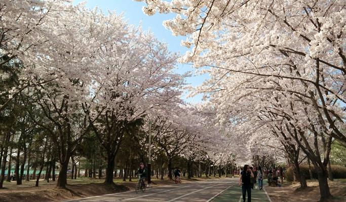Spring Special: Wonmisan Mountain Azalea Festival + Dodangsan Mountain + Ilsan Lake Park Cherry Blossom + Strawberry Picking 1 Day Tour - from Seoul (Apr 6~17)