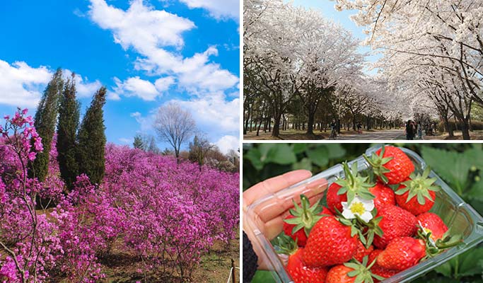 Spring Special: Wonmisan Mountain Azalea Festival + Dodangsan Mountain + Ilsan Lake Park Cherry Blossom + Strawberry Picking 1 Day Tour - from Seoul (Apr 6~17)
