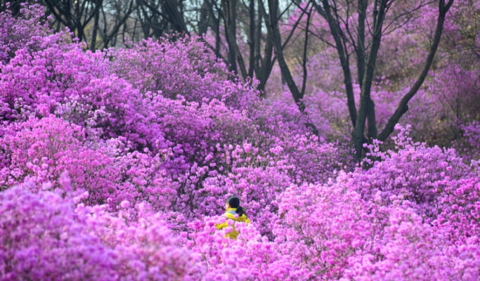 春季特惠：水原華城＆利川栢沙山茱萸節/遠美山杜鵑花節１日遊 - 首爾出發（3月18日~4月10日）