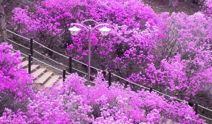 春季特惠：水原華城＆利川栢沙山茱萸節/遠美山杜鵑花節１日遊 - 首爾出發（3月18日~4月10日）
