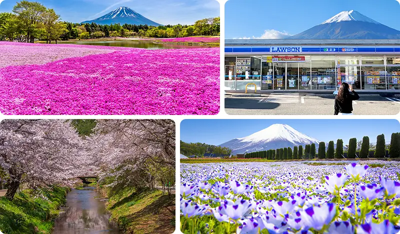 [Spring Special] Mt. Fuji Photo Spots + Pink Moss + Cherry Blossom 1 ...