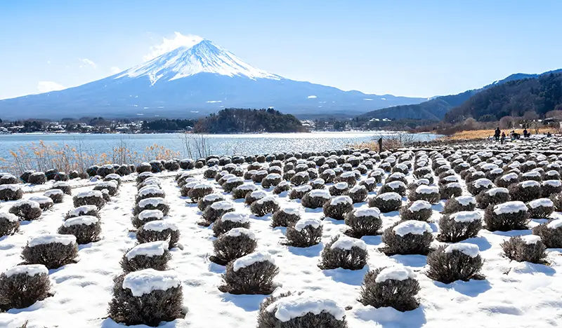 [Winter Special] Mt. Fuji Popular Spots & Sagamiko Illumination 1 Day Tour from Tokyo - view 1