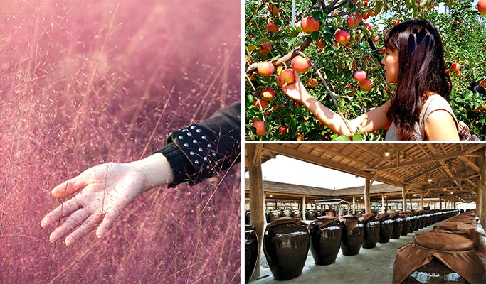 Yangju Nari Park Pink Muhly & Globe Amaranth Flower Fields + Apple Farm + Sansawon Brewery 1 Day Tour (Sep 11~Oct 23)