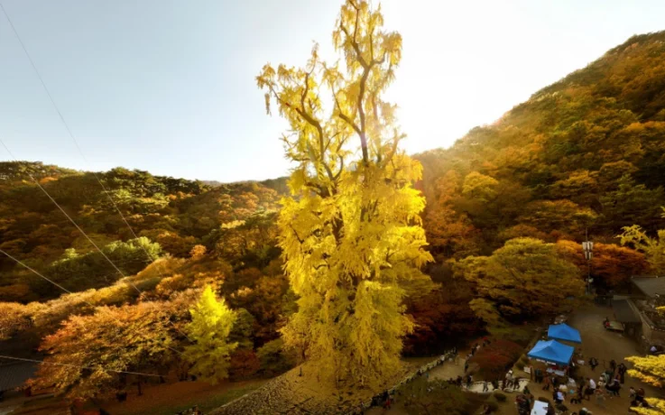 Yongmunsa Ginkgo Tree