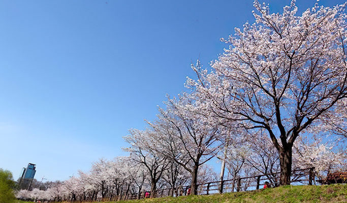 Spring Special: Yangpyeong Galsan Park + Dreamy Camera Cafe + Han River Cruise Tour from Seoul (Mar 30~Apr 16)