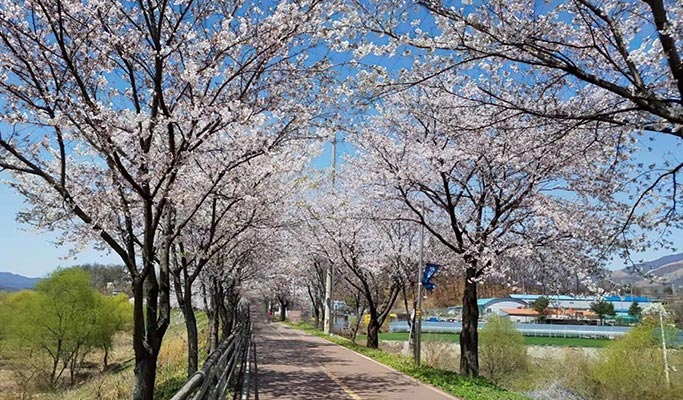 Spring Special: Yangpyeong Galsan Park + Dreamy Camera Cafe + Han River Cruise Tour from Seoul (Mar 30~Apr 16)