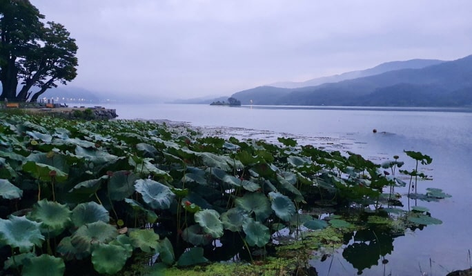 楊平牧羊場 + The Greem 植物園 + Dumulmeori 1日遊 - 首爾出發