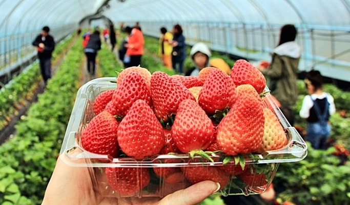 strawberry tour i