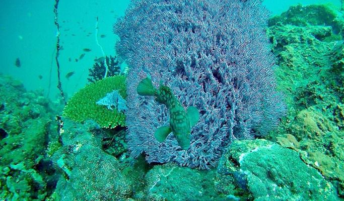 Koh Yawasam + Koh Talu + Phra Nang Beach Snorkeling 1 Day Tour by Long-tail Boat - from Krabi (Join-in/Private)