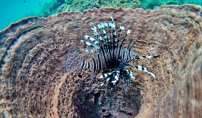 Koh Yawasam + Koh Talu + Phra Nang Beach Snorkeling 1 Day Tour by Long-tail Boat - from Krabi (Join-in/Private)
