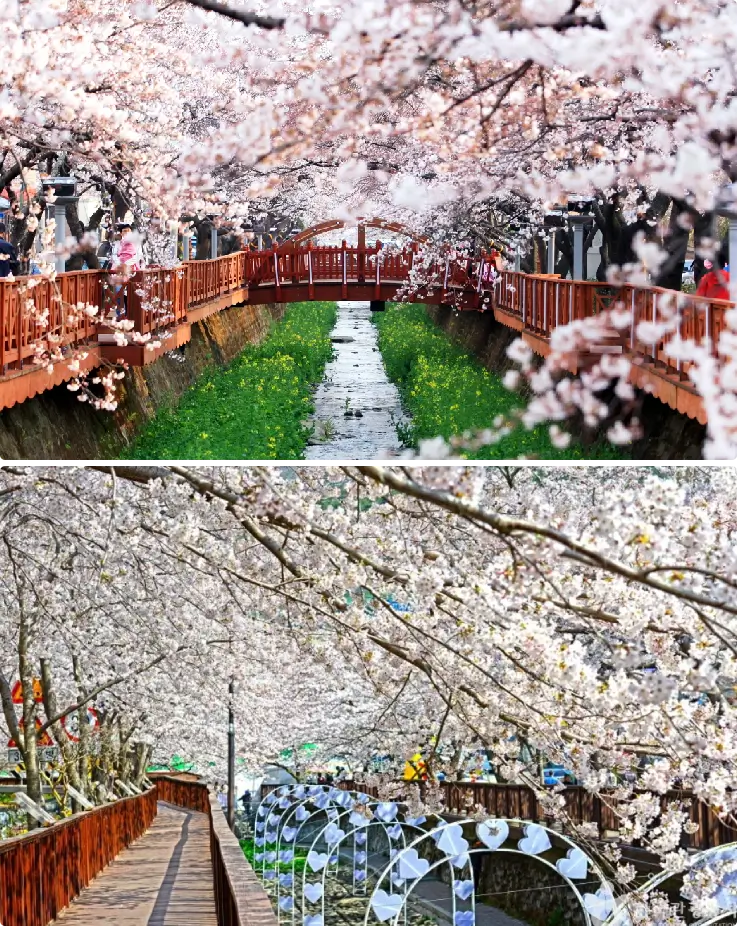 Cherry blossom trees in full bloom along Yeojwacheon Stream in Jinhae, Korea