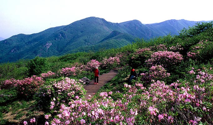 Gyeongbuk Yeongju Sobaeksan National Park Hiking Tour from Seoul