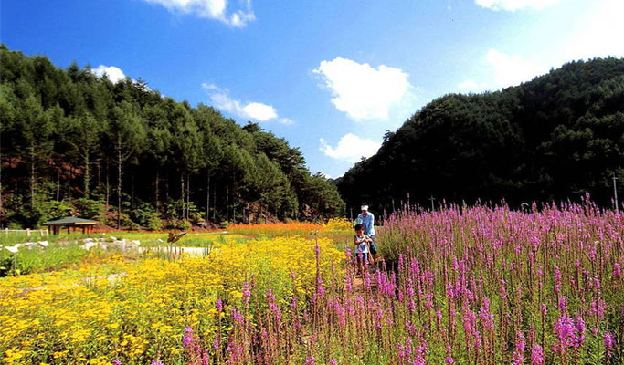 Gyeongbuk Yeongyang & Doodle Village 1 Day Tour from Busan