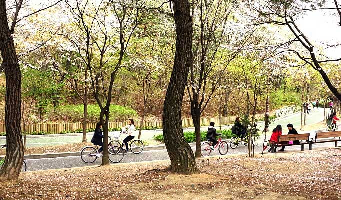Spring Special: Seoul Cherry Blossom Private 1 Day Tour (Apr 4~12)